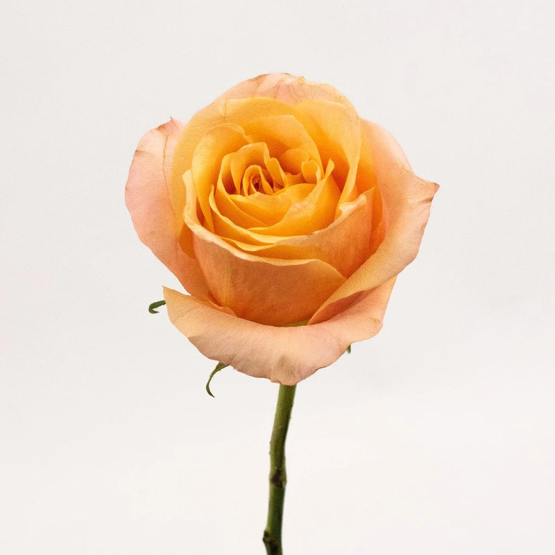 Orange Rose Flower Stem