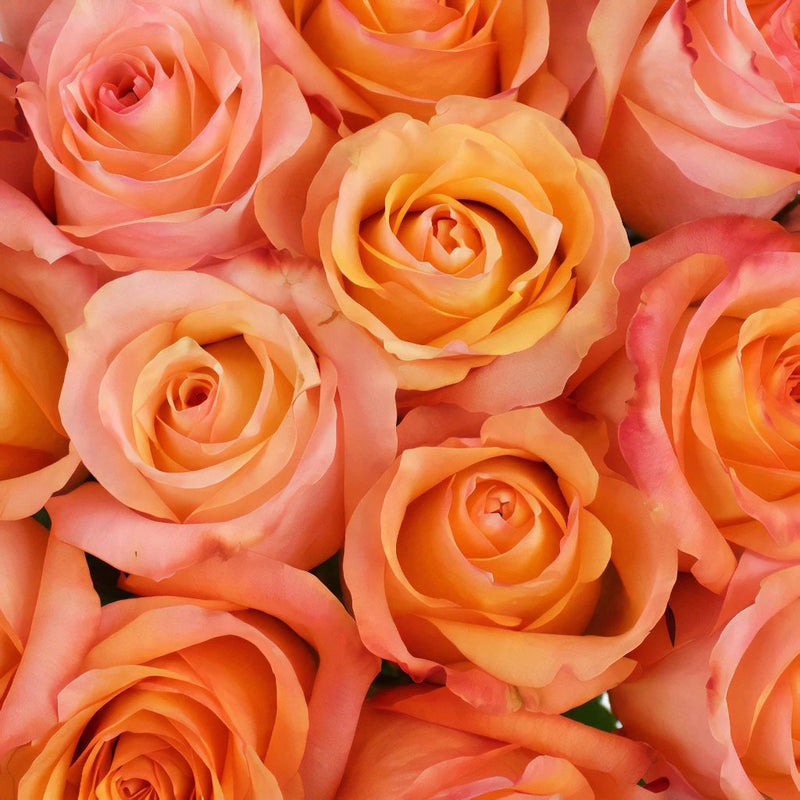 Valentines Orange Rose Special