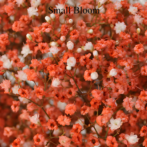 Coral Orange Airbrushed Baby's Breath