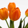 Orange Bulk Tulips