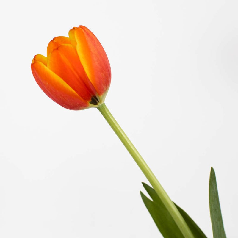 Orange Tulip Flower Stem