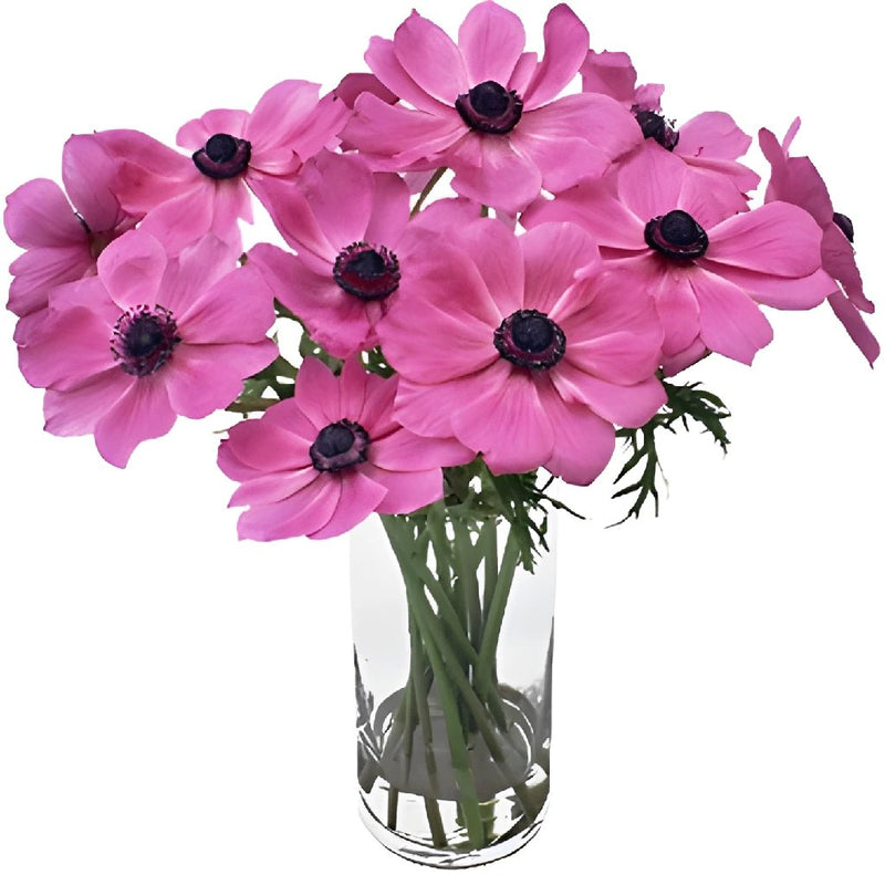 Orchid Pink Anemone Wholesale Flower In a vase