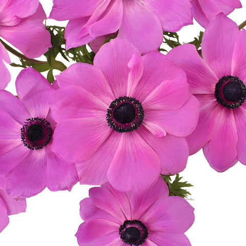 Orchid Pink Anemone Wholesale Flower Upclose