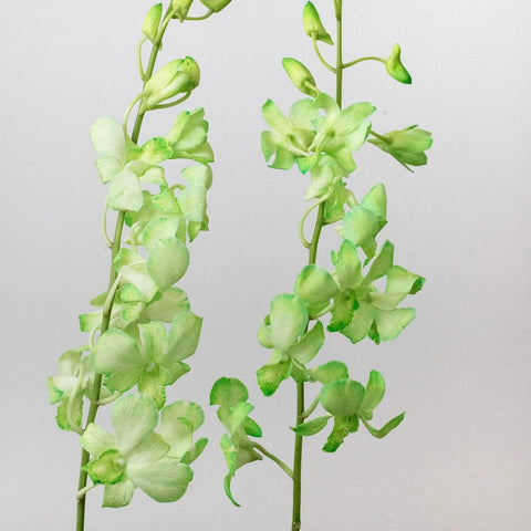 orchids Green Wholesale Flower Stems