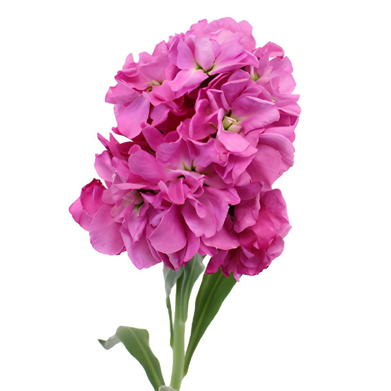 Pacific Pink Stock Wholesale Flowers Upclose