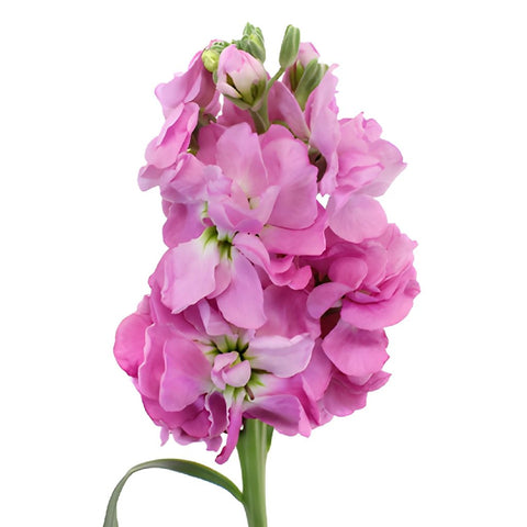 Pacific Pink Stock Wholesale Online Flowers Upclose