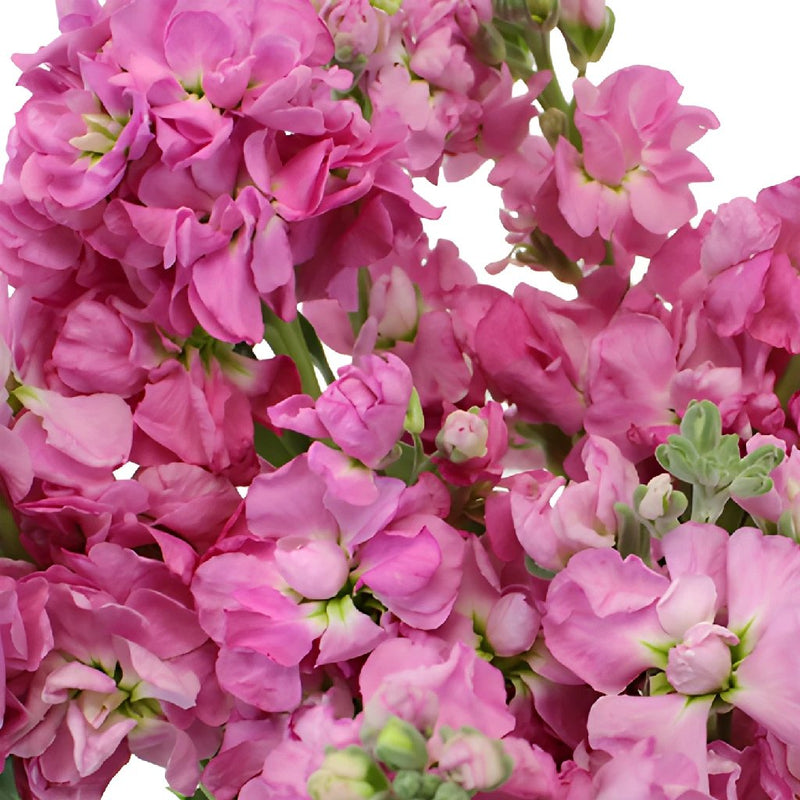 Pacific Pink Stock Wholesale Flower Upclose
