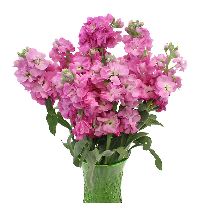Pacific Pink Stock Wholesale Flower In a vase