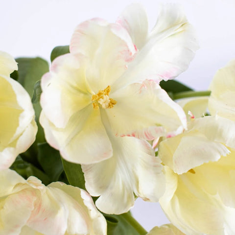 Pale Yellow and Pink Libretto Tulips Wholesale Flower Up close