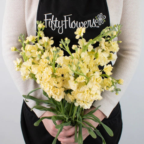 Pale Yellow Stock Flowers Bunch in Hand
