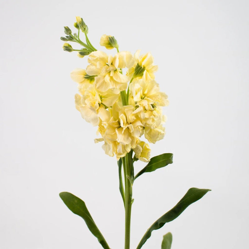Pale Yellow Stock Flowers Stem