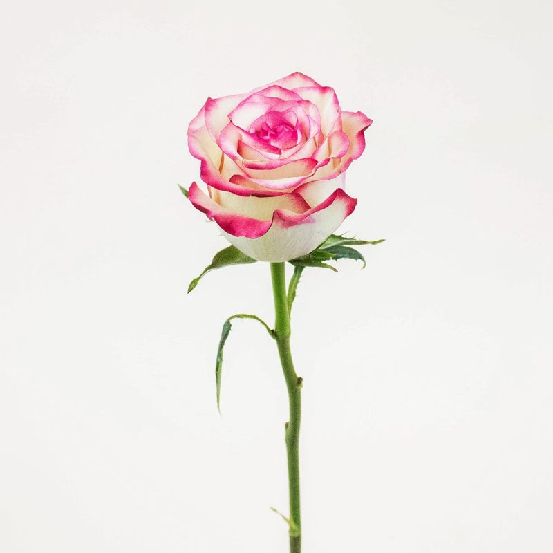 Paloma Pink Rose Stem