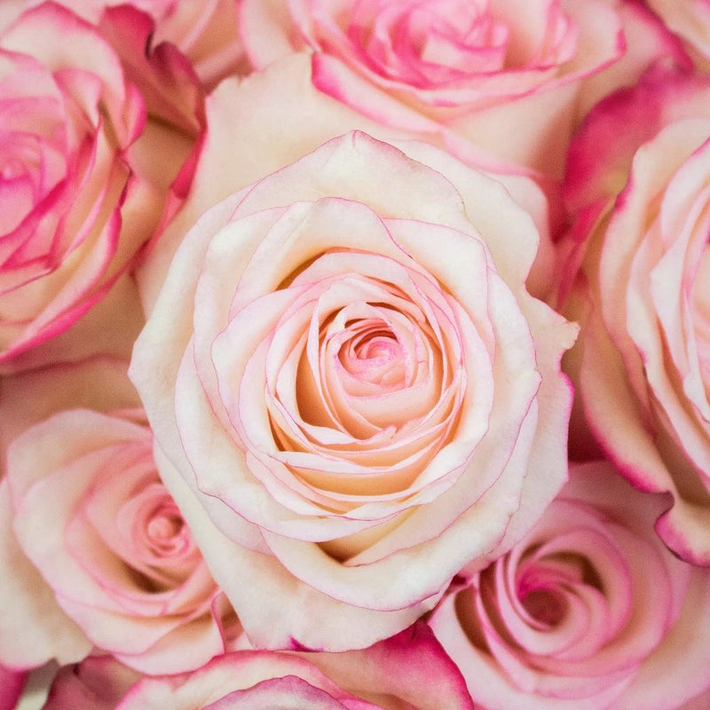 Paloma Pink Roses up Close