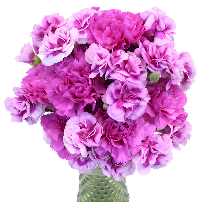 Passionate Purple Carnation Flowers In a vase