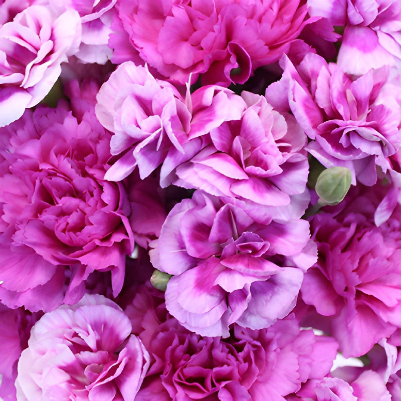 Passionate Purple Wholesale Carnations Up close