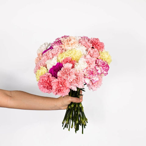 Pastel Carnations Flower in Hand