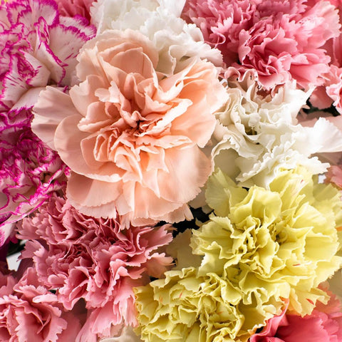 Pastel Carnations Flower Bouquet Up Close