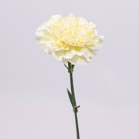 Pastel Yellow Wholesale Carnation Flower Single Stem