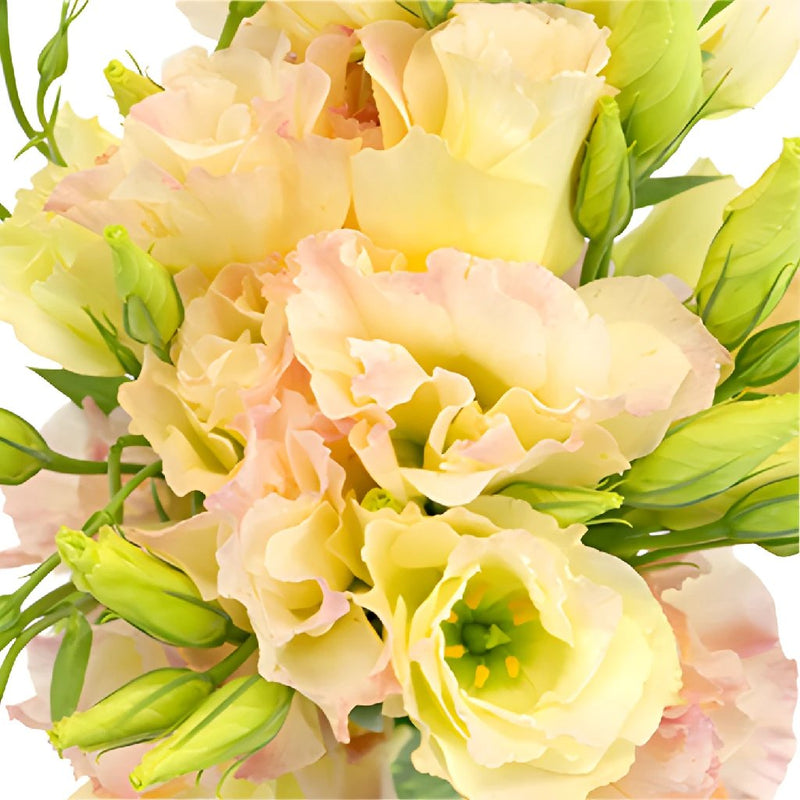 Hues of Apricot Lisianthus Flower