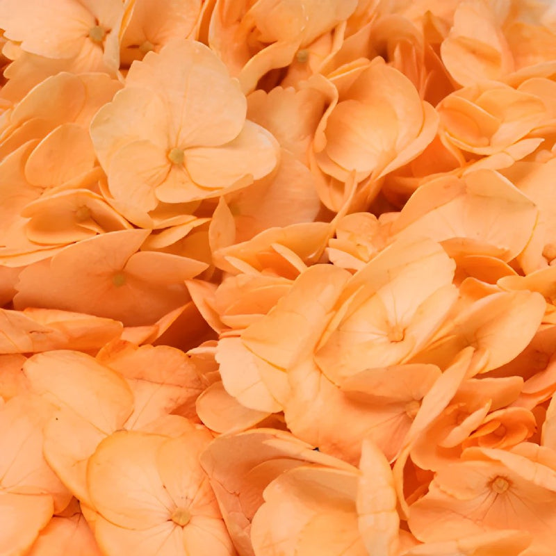 Peach Enhanced Hydrangea Wholesale Flower Up close