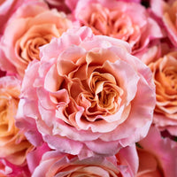 Peach Peony Rose Flower Up Close