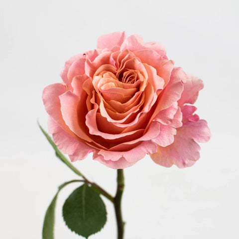 Peach Peony Rose Flower Stem