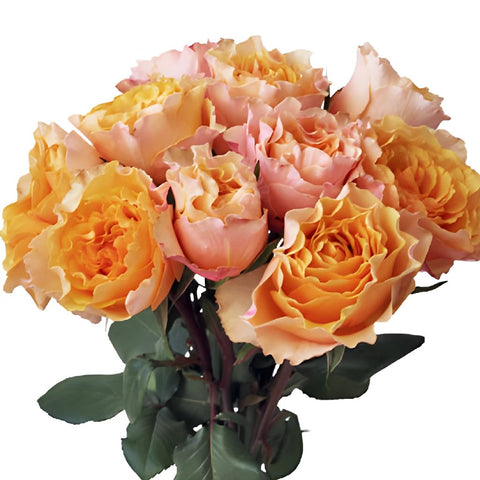 Peach Sherbet Garden Wholesale Roses In a vase