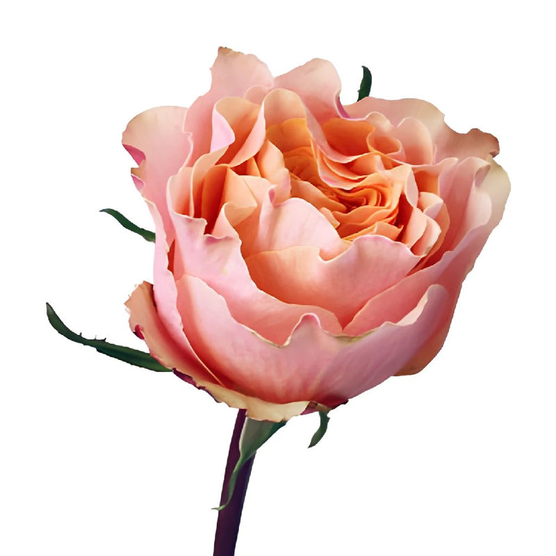 Peach Sherbet Pink Garden Rose Stem