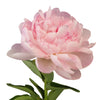 Blush Peonies Flower November Delivery