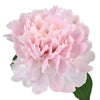 Pecher Peony for May Delivery