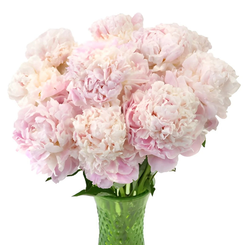 Blushy Light Pink Peonies, DIY Wedding Flowers