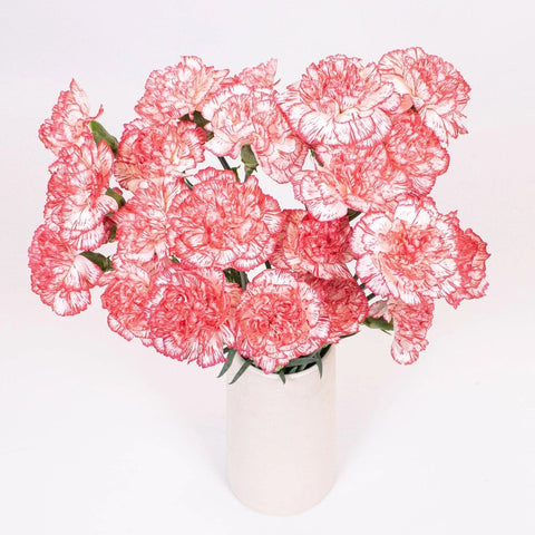 Red and White Peppermint Carnation Flower Bunch in Vase