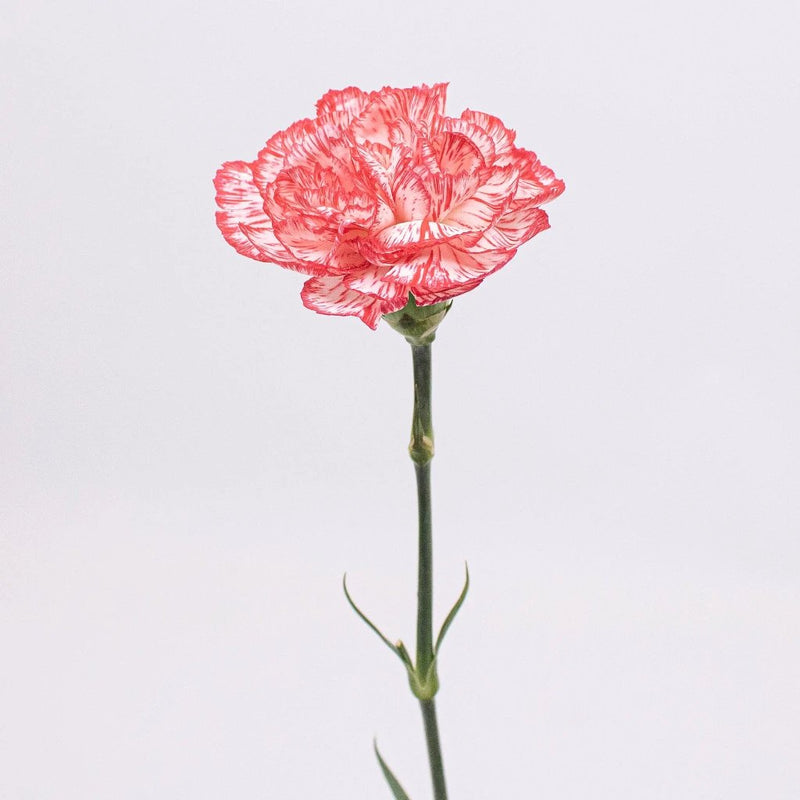 Red and White Peppermint Carnation Flower Single Stem