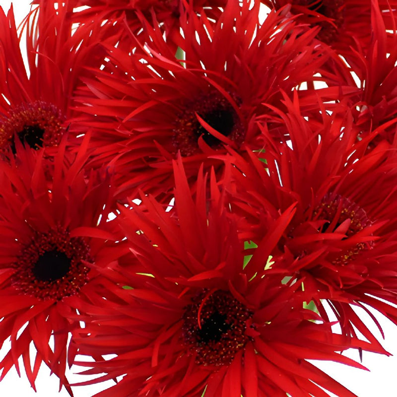 Crimson Spider Gerbera Daisy Flower