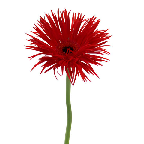 Crimson Spider Gerbera Daisy Flower