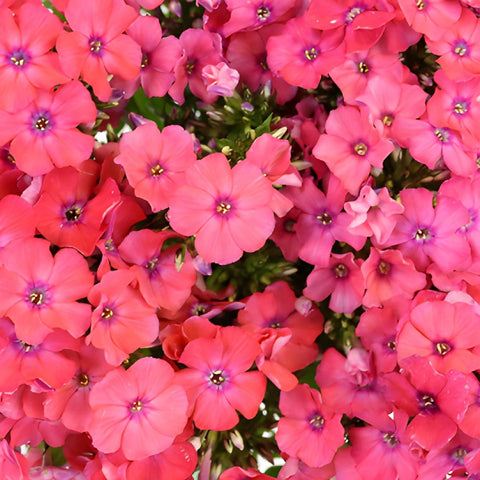 Phlox Hot Pink Flower