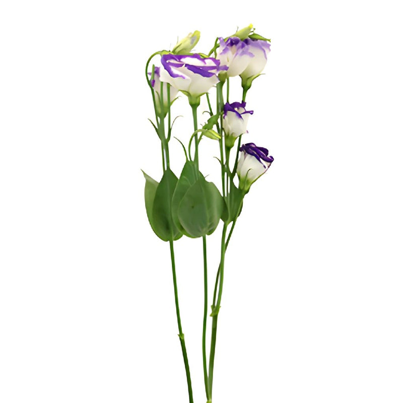 Piccolo Blue Single Lisianthus Wholesale Flower Stem