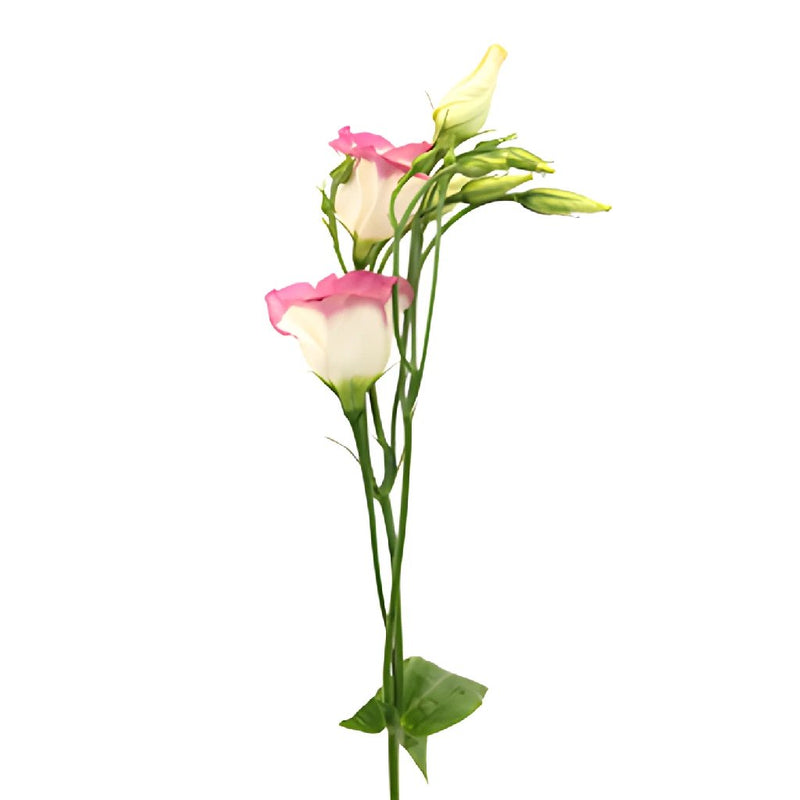 Piccolo Hot Lip Single Lisianthus Wholesale Flower Stem