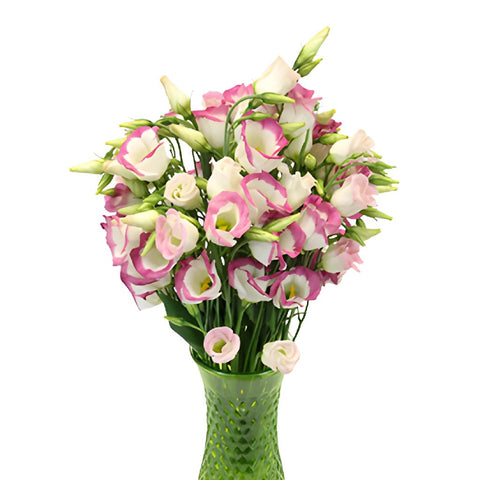Piccolo Hot Lip Single Lisianthus Wholesale Flower In a vase