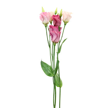 Hues of Pink Single Lisianthus Flower