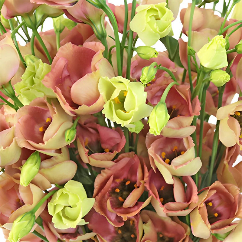 Terracotta Rose Single Lisianthus Flower for October to May Delivery