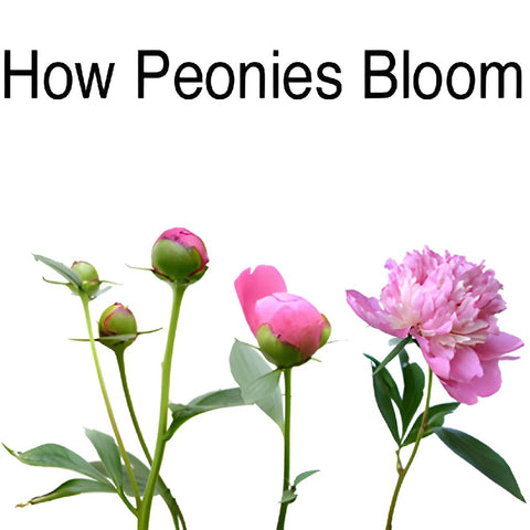 Pink Alex Flemming How Peonies Bloom