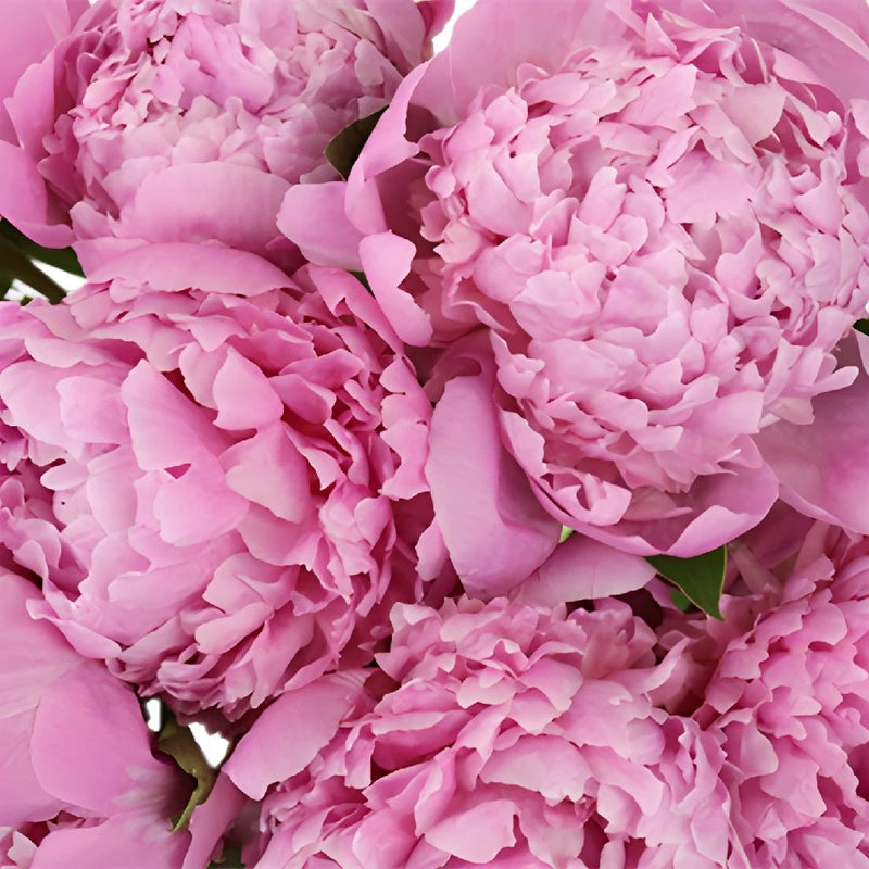 Buy Wholesale Medium Pink Peonies for July in Bulk - FiftyFlowers