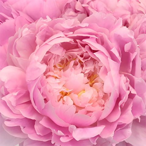 Buy Wholesale Coral Peony Flowers for June Delivery in Bulk - Fifty