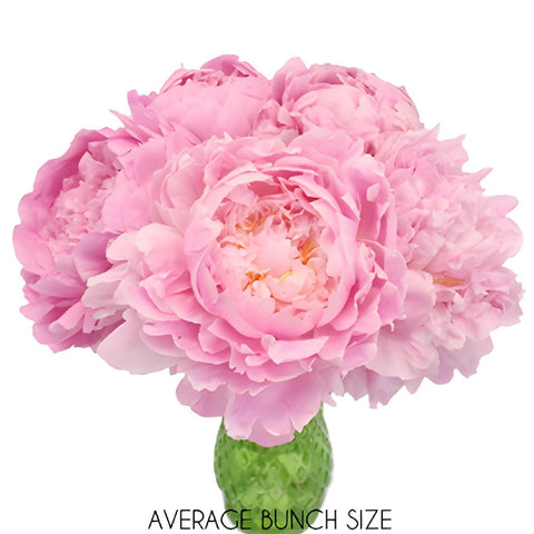 Pink Alex Flemming Peony in a vase