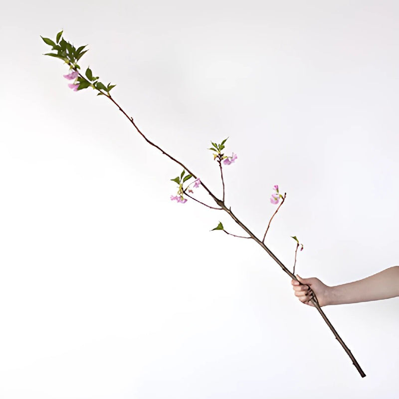 Pink Almond Flower Branch In a Hand