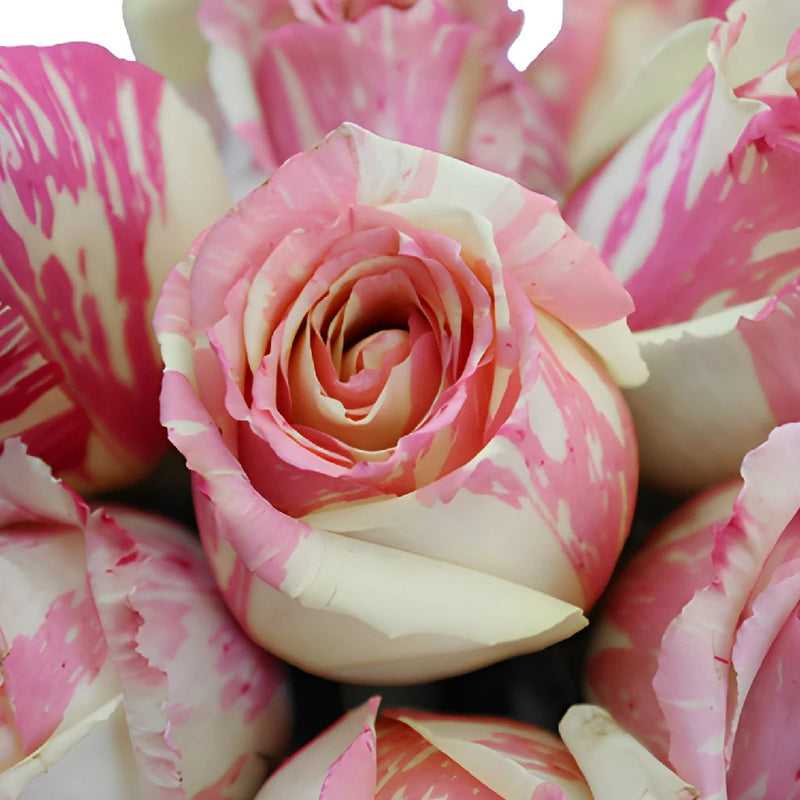 Pink and White Fiesta Roses up close