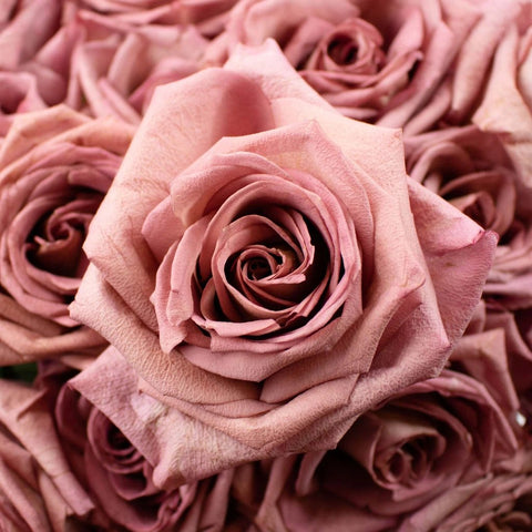Pink Barista Rose Flowers Up Close