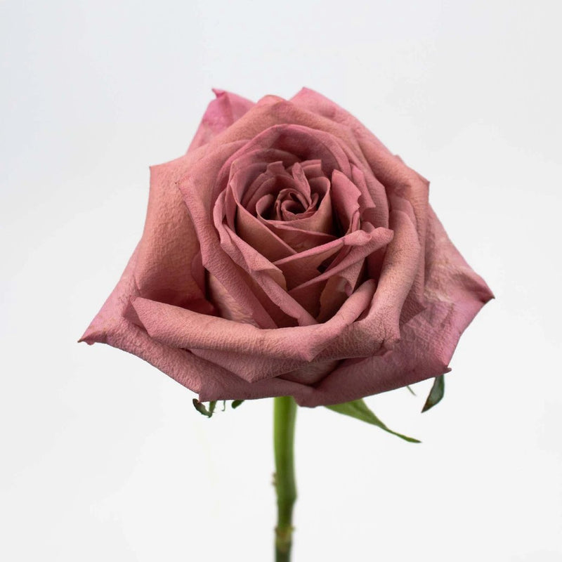 Pink Barista Rose Flower Stem