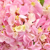 Pink Blossom Hydrangea Flowers